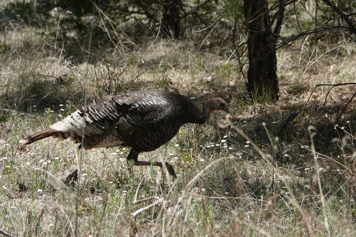 Wild Turkey - Sara Griffith