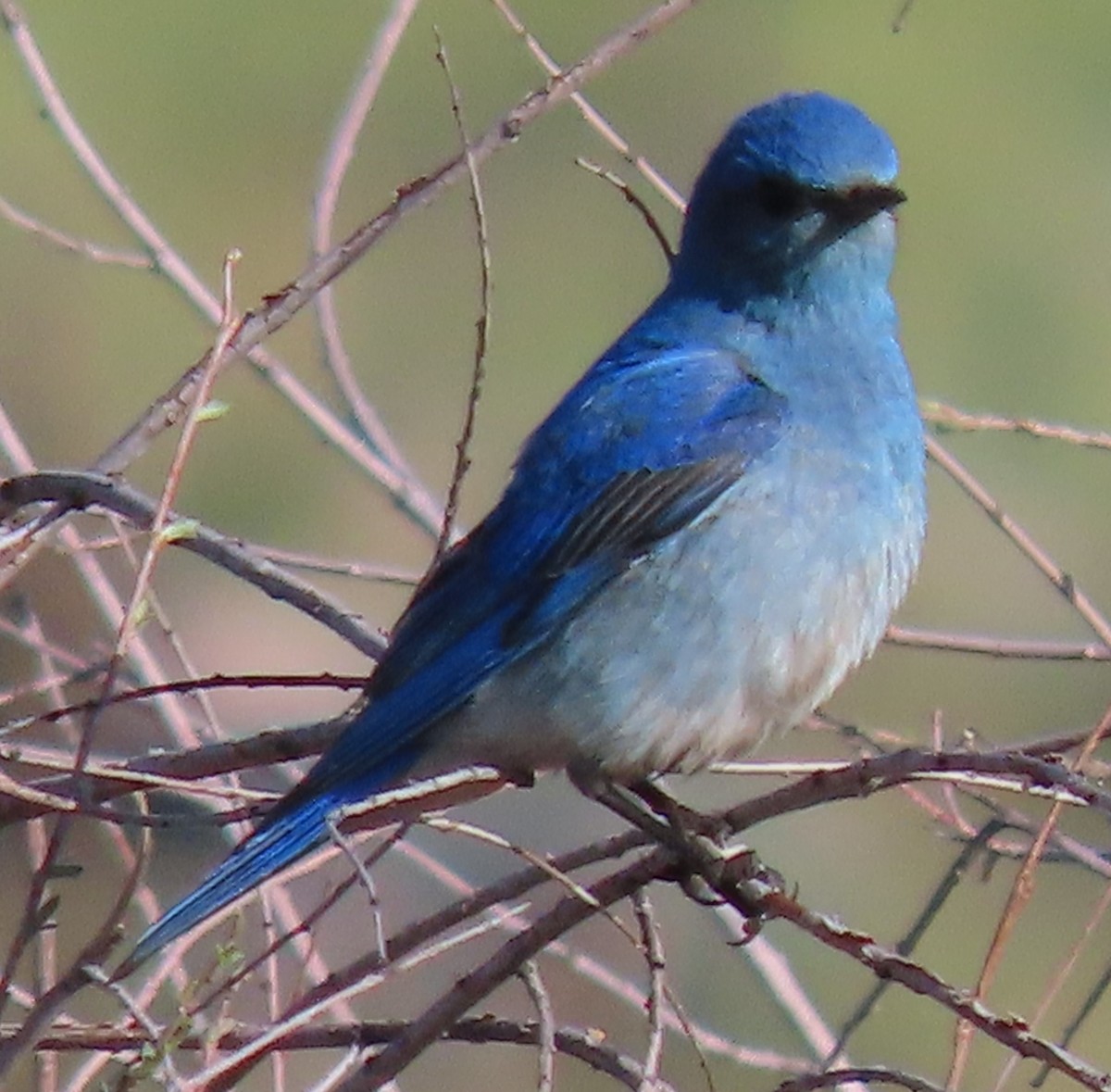 Mountain Bluebird - BEN BAILEY