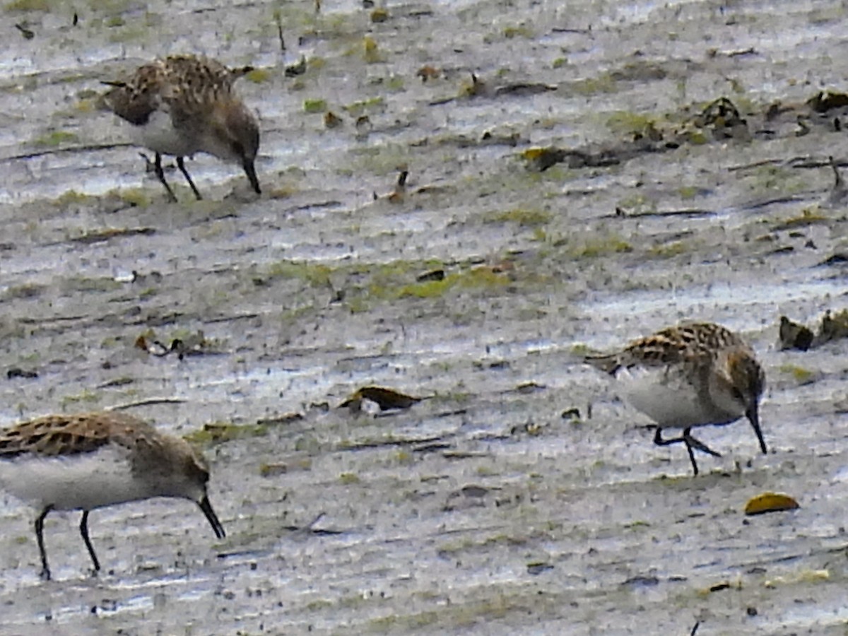 Semipalmated Sandpiper - Lisa Schibley