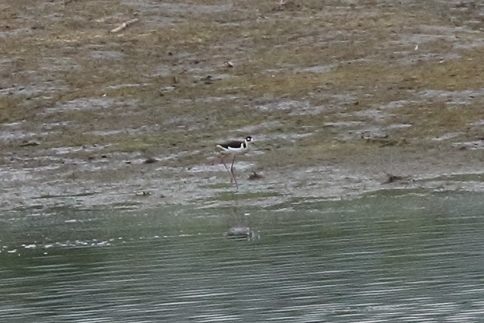 Black-necked Stilt - Jeffrey Fenwick