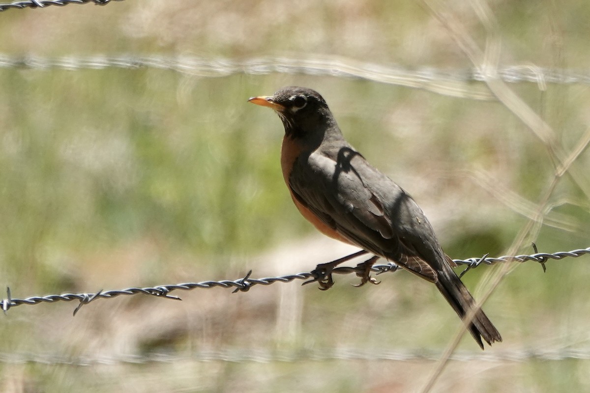 American Robin - Sara Griffith