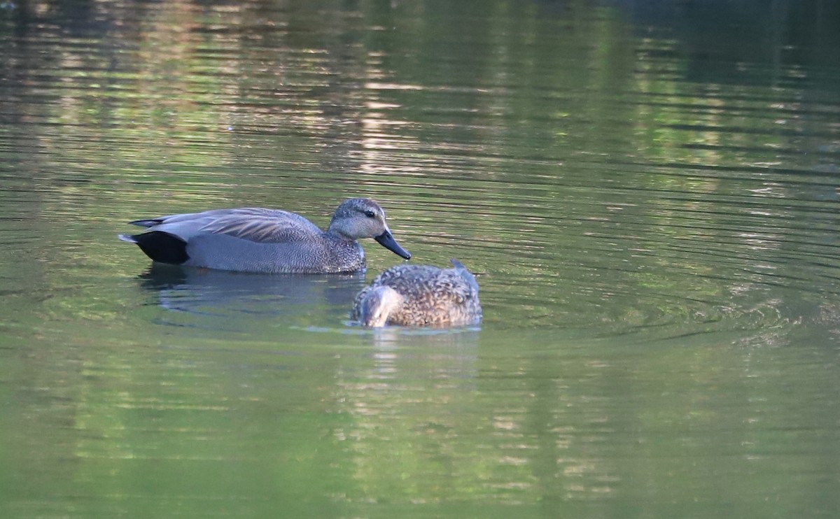 Gadwall - Rob Bielawski