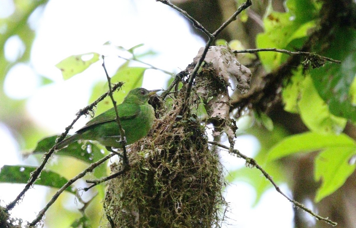 Green Honeycreeper - Richard Greenhalgh