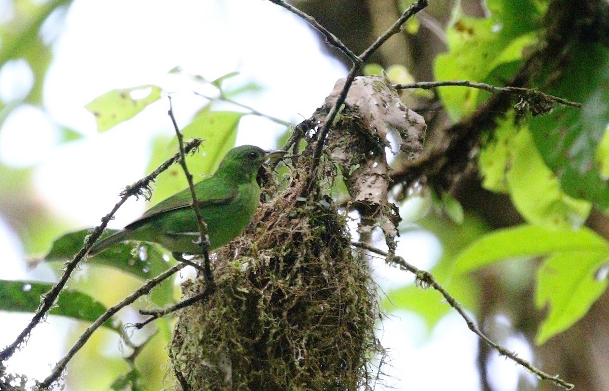 Green Honeycreeper - Richard Greenhalgh