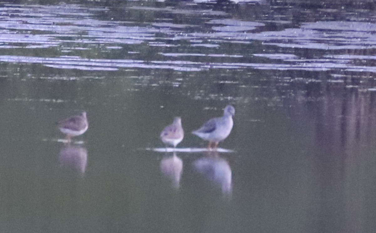 Lesser Yellowlegs - ML619500777