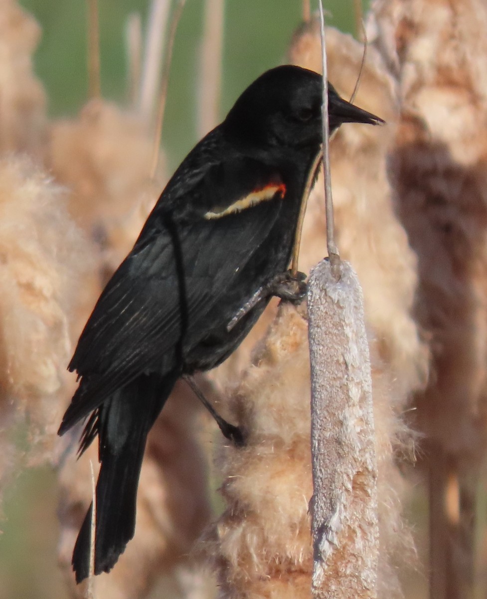 Red-winged Blackbird - BEN BAILEY