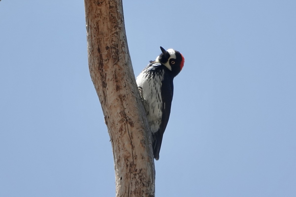 Acorn Woodpecker - Sara Griffith