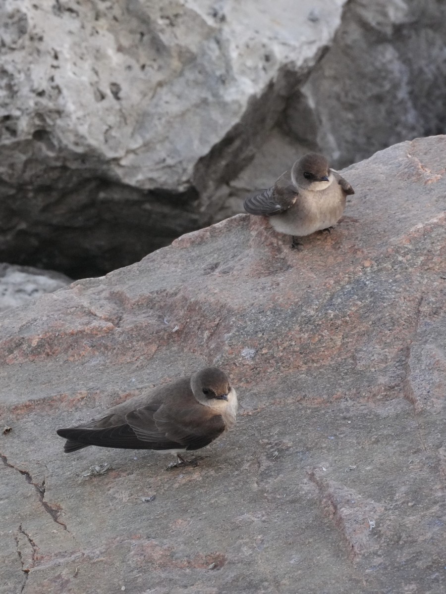 Northern Rough-winged Swallow - Chris Wills