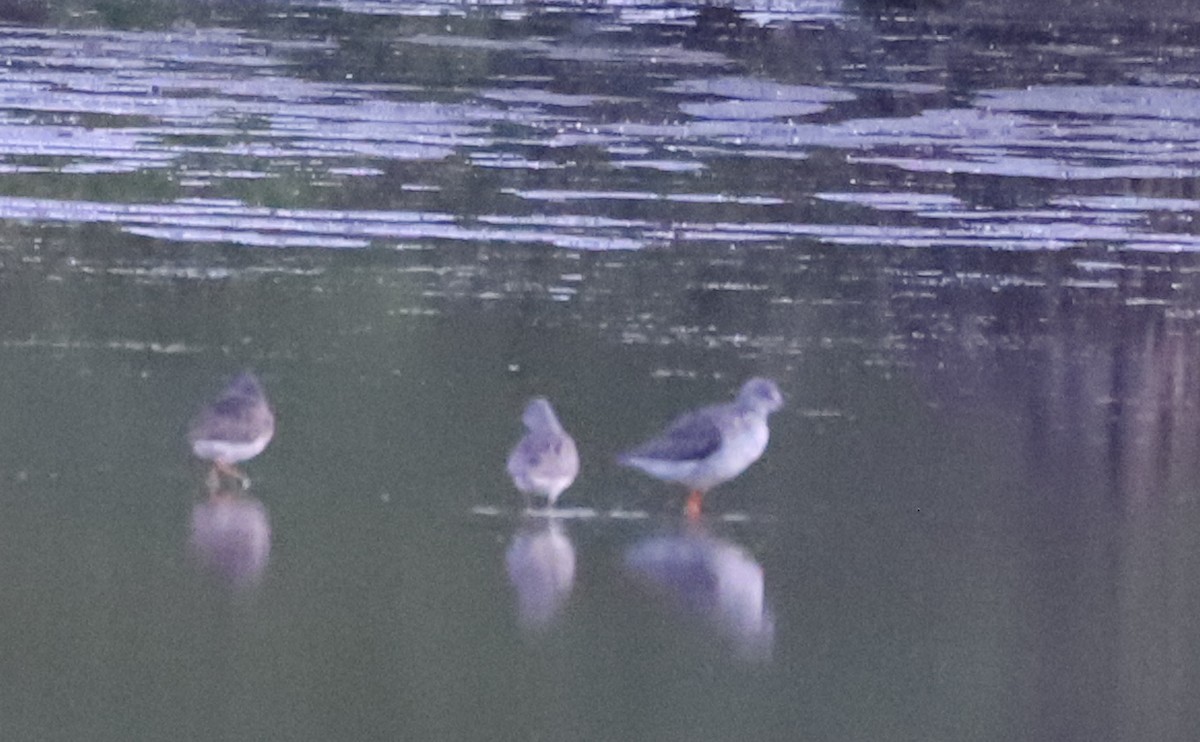 Lesser Yellowlegs - Rob Bielawski