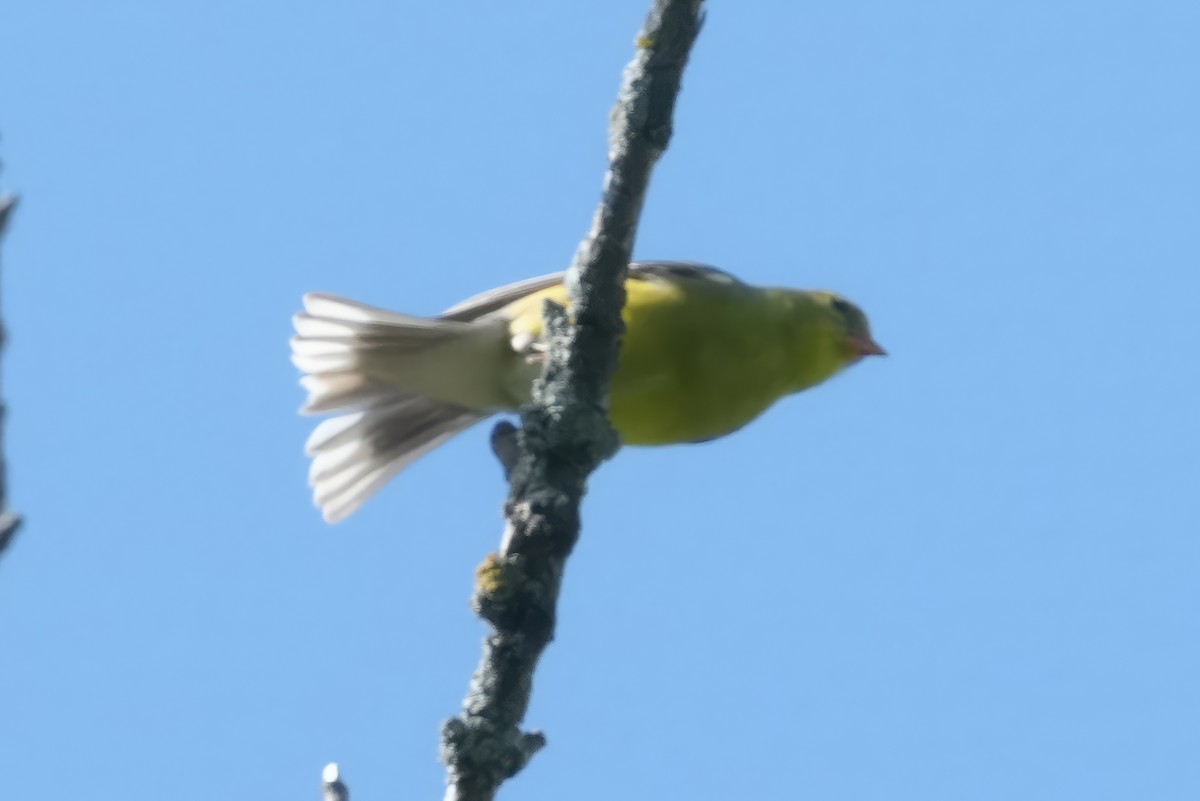 American Goldfinch - Thomas Burns