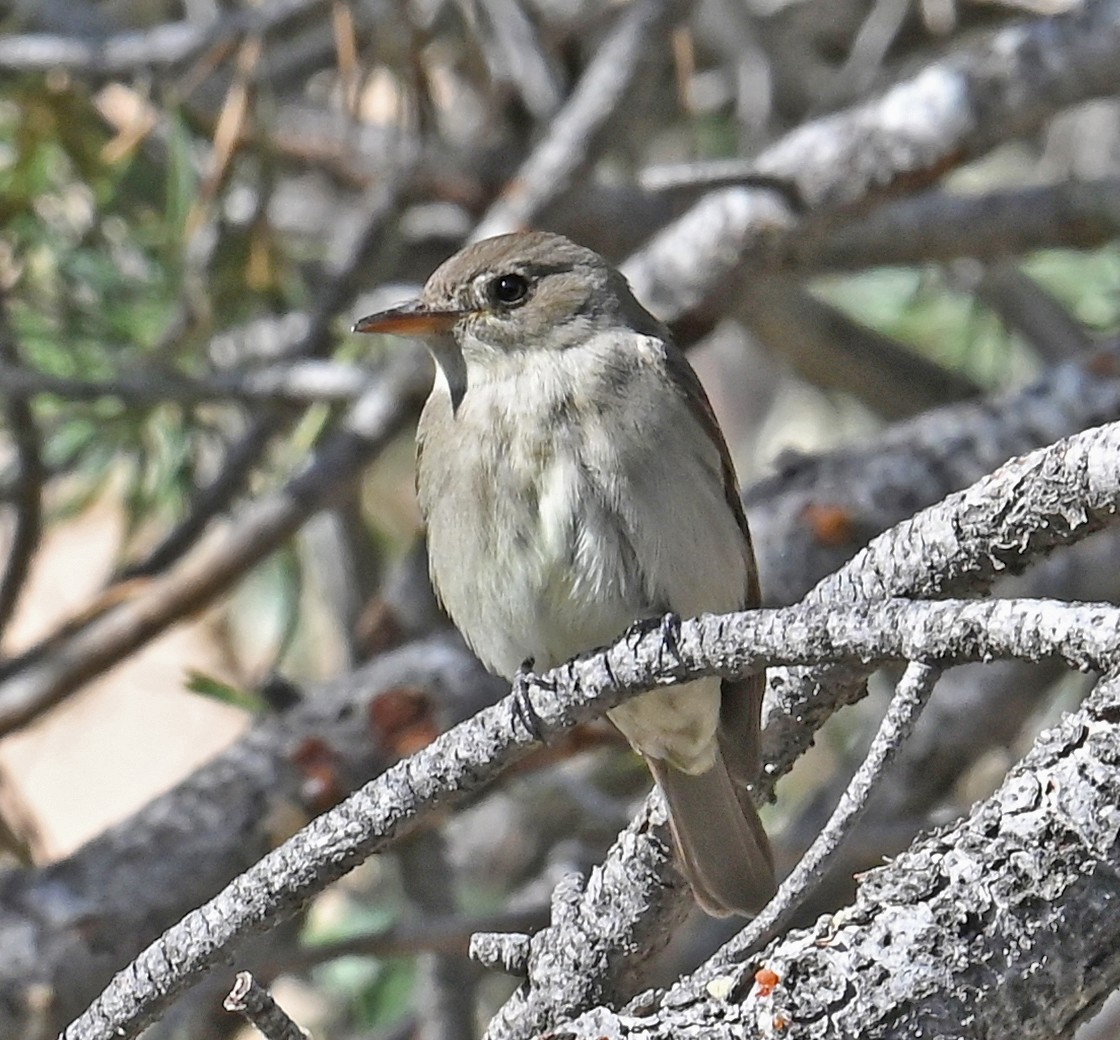 Willow Flycatcher - Ron and Susan Martin