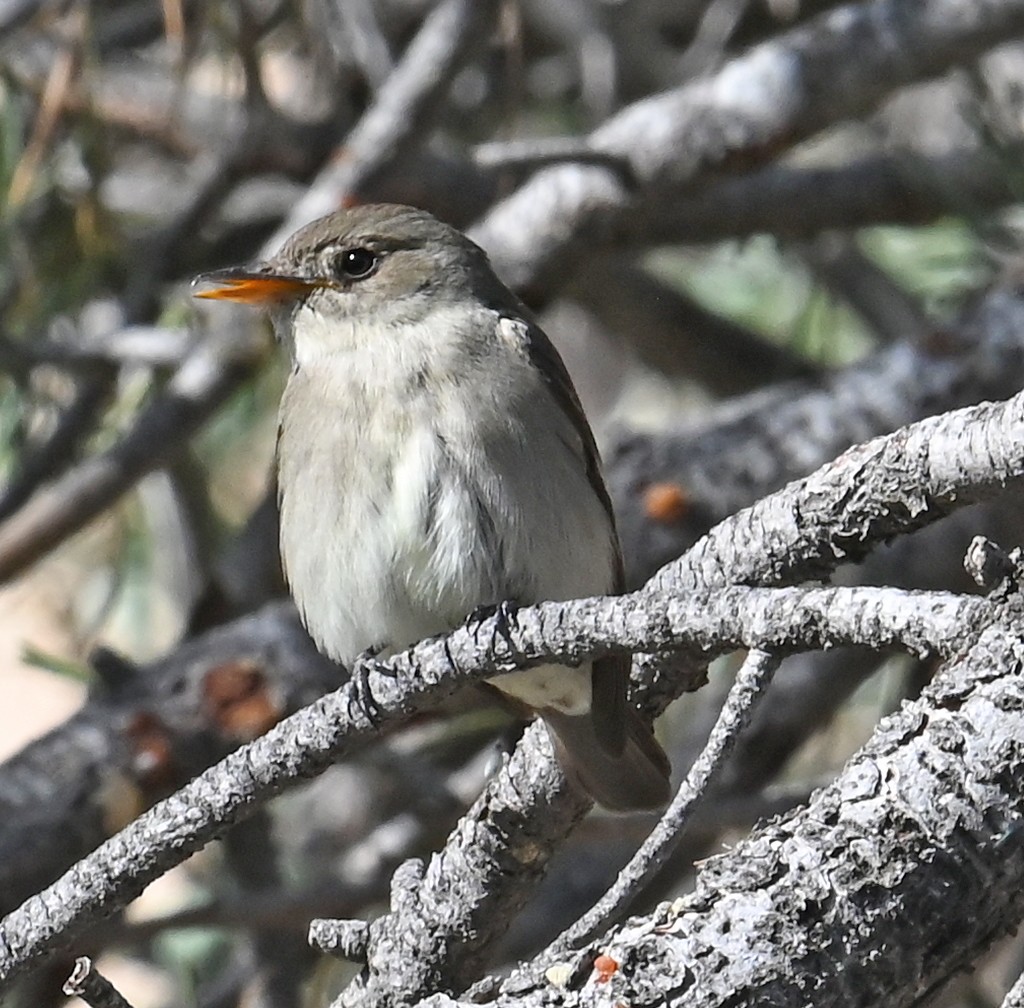 Willow Flycatcher - Ron and Susan Martin