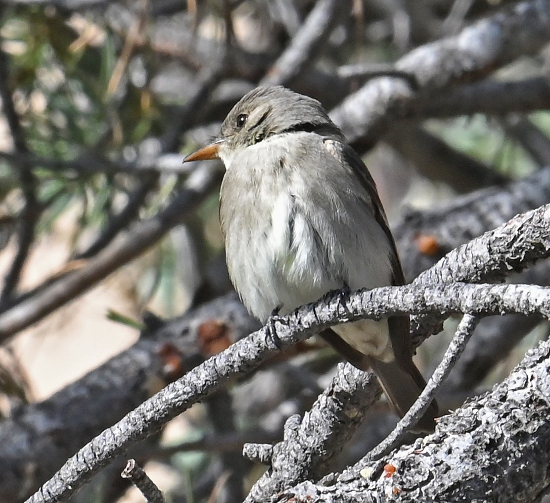 Willow Flycatcher - Ron and Susan Martin
