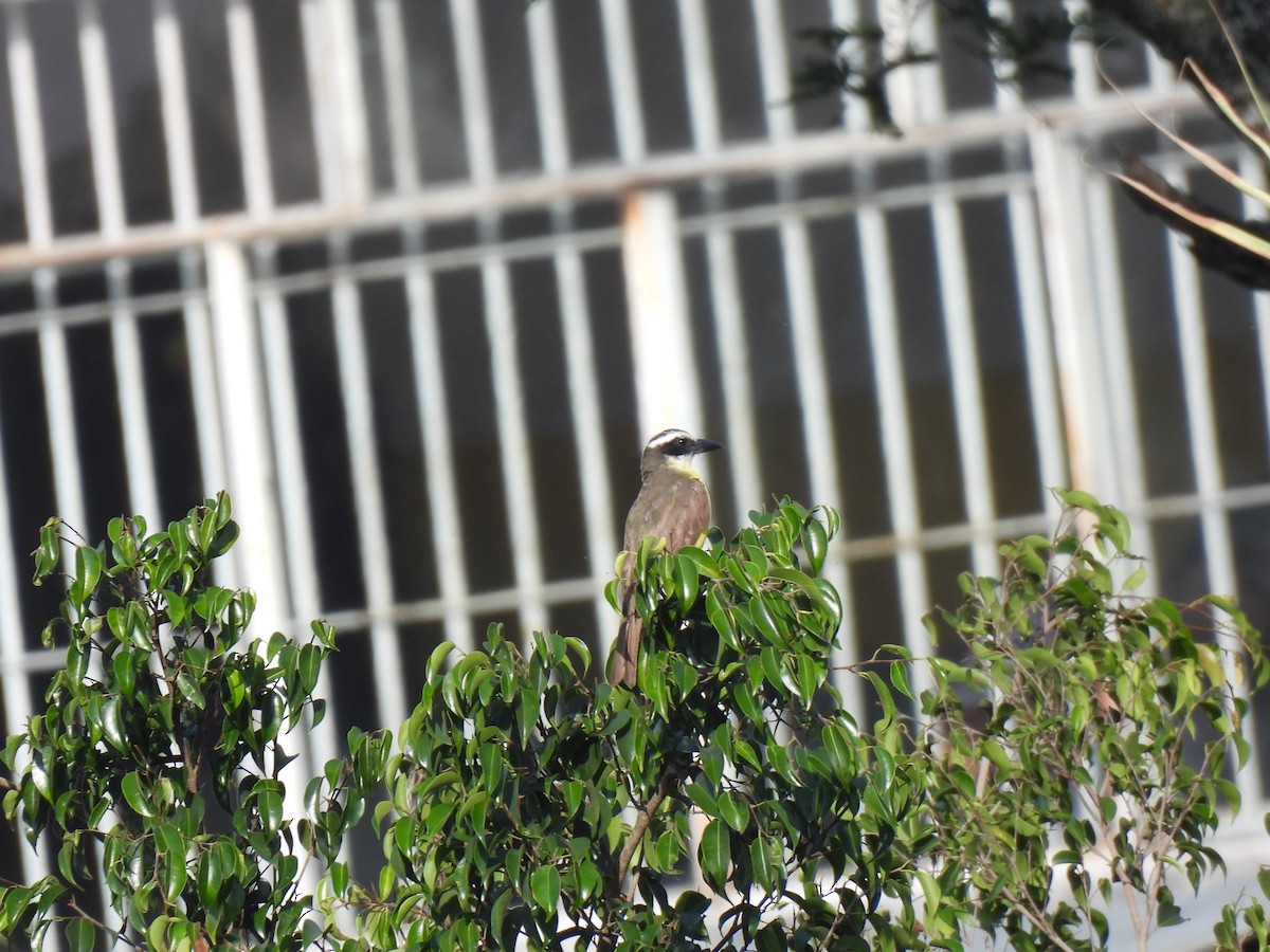 Boat-billed Flycatcher - María Eugenia Paredes Sánchez