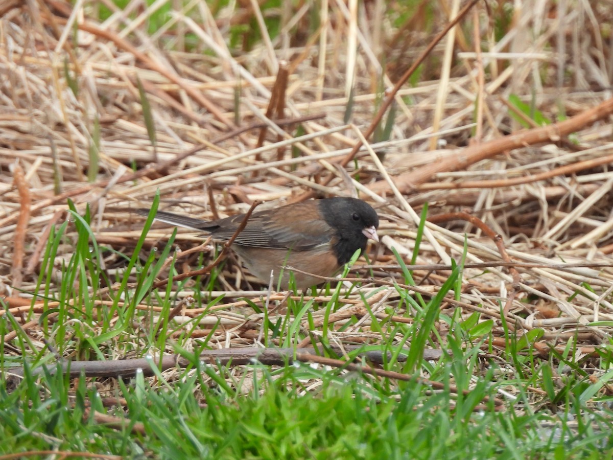 Dark-eyed Junco - Mark Stevens