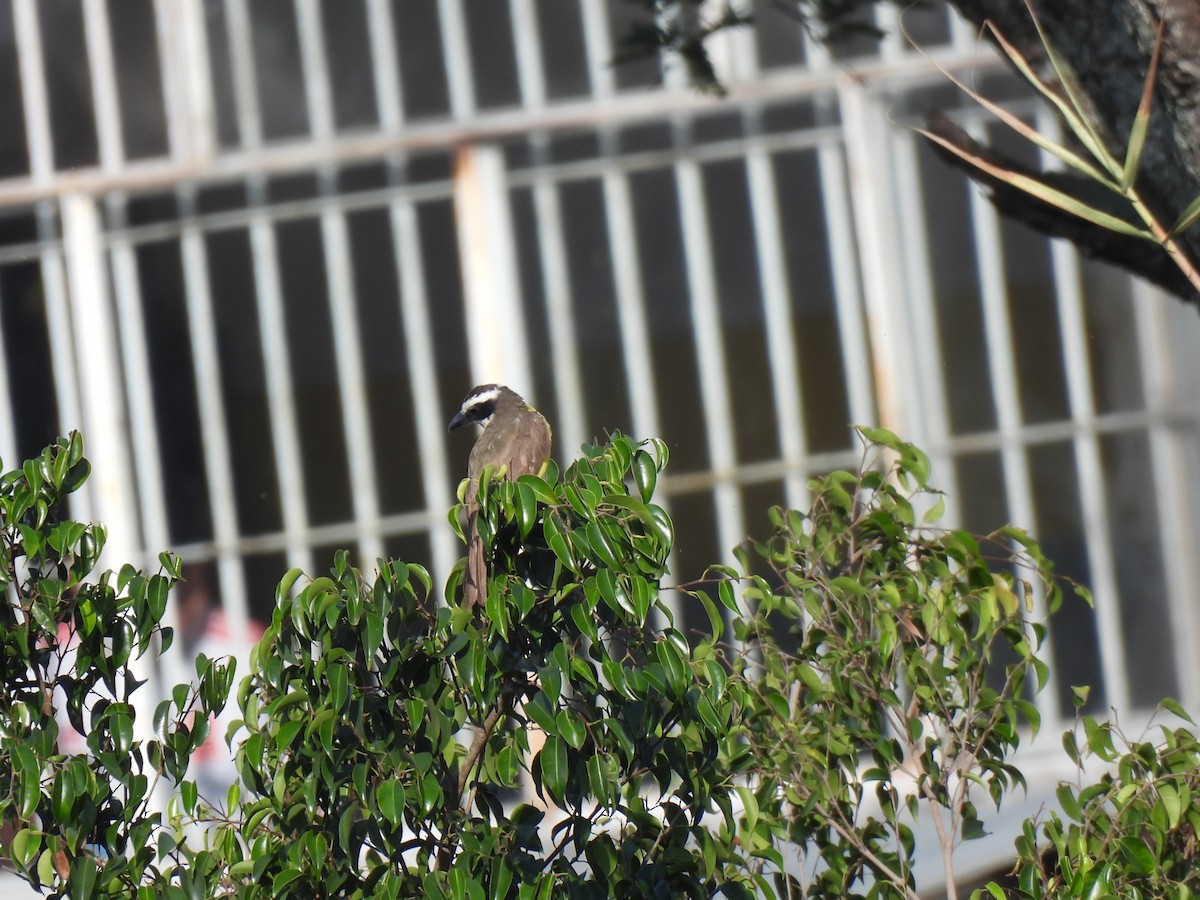 Boat-billed Flycatcher - María Eugenia Paredes Sánchez