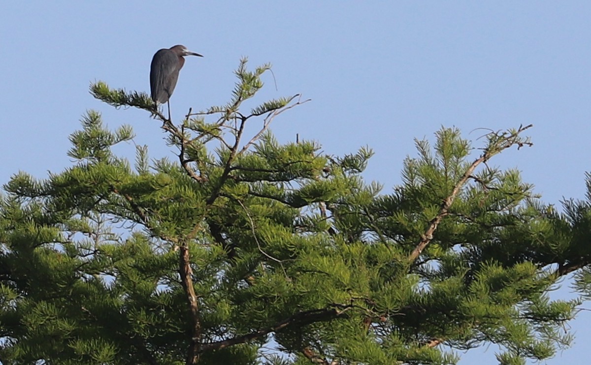 Little Blue Heron - Rob Bielawski