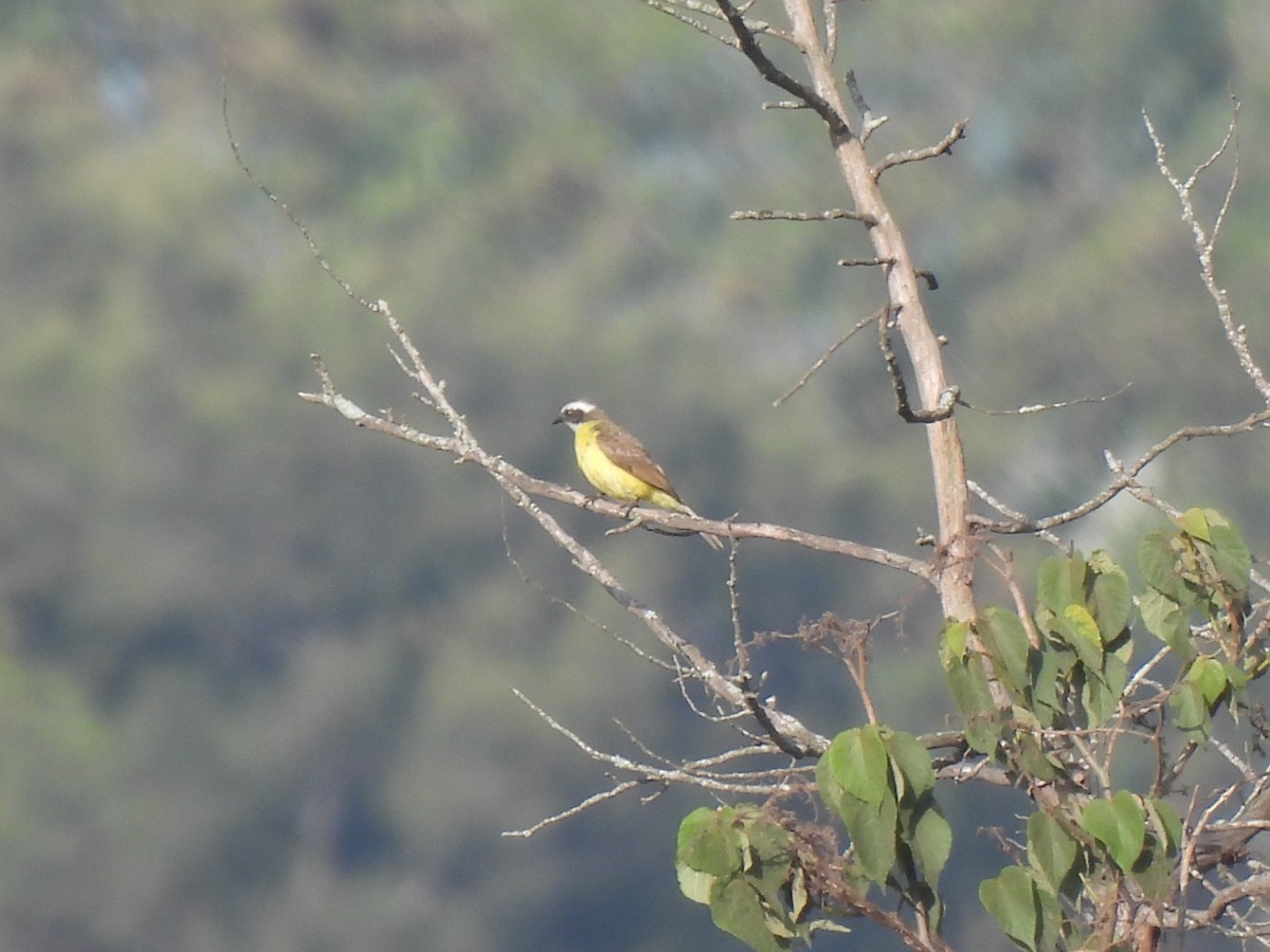 Social Flycatcher - María Eugenia Paredes Sánchez