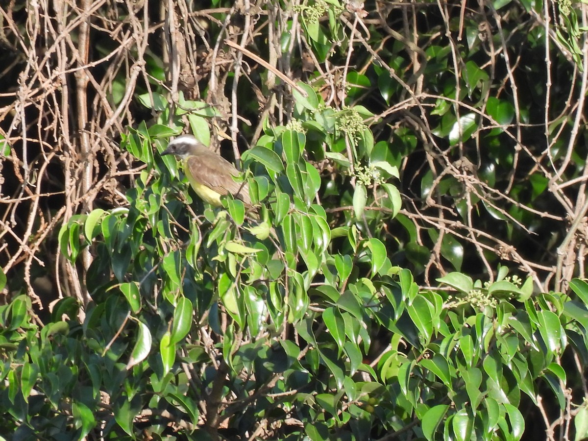 Social Flycatcher - María Eugenia Paredes Sánchez