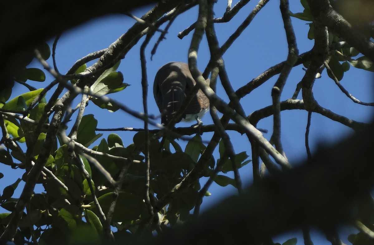 Yellow-billed Cuckoo - ML619500826