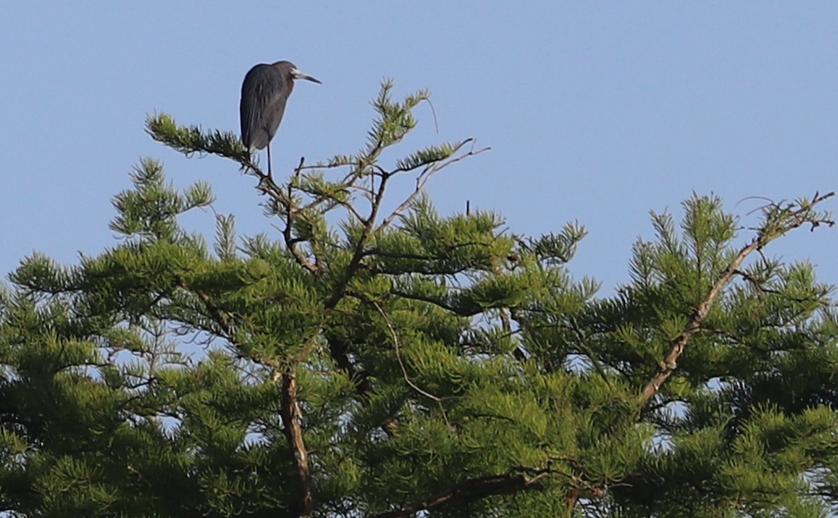 Little Blue Heron - Rob Bielawski