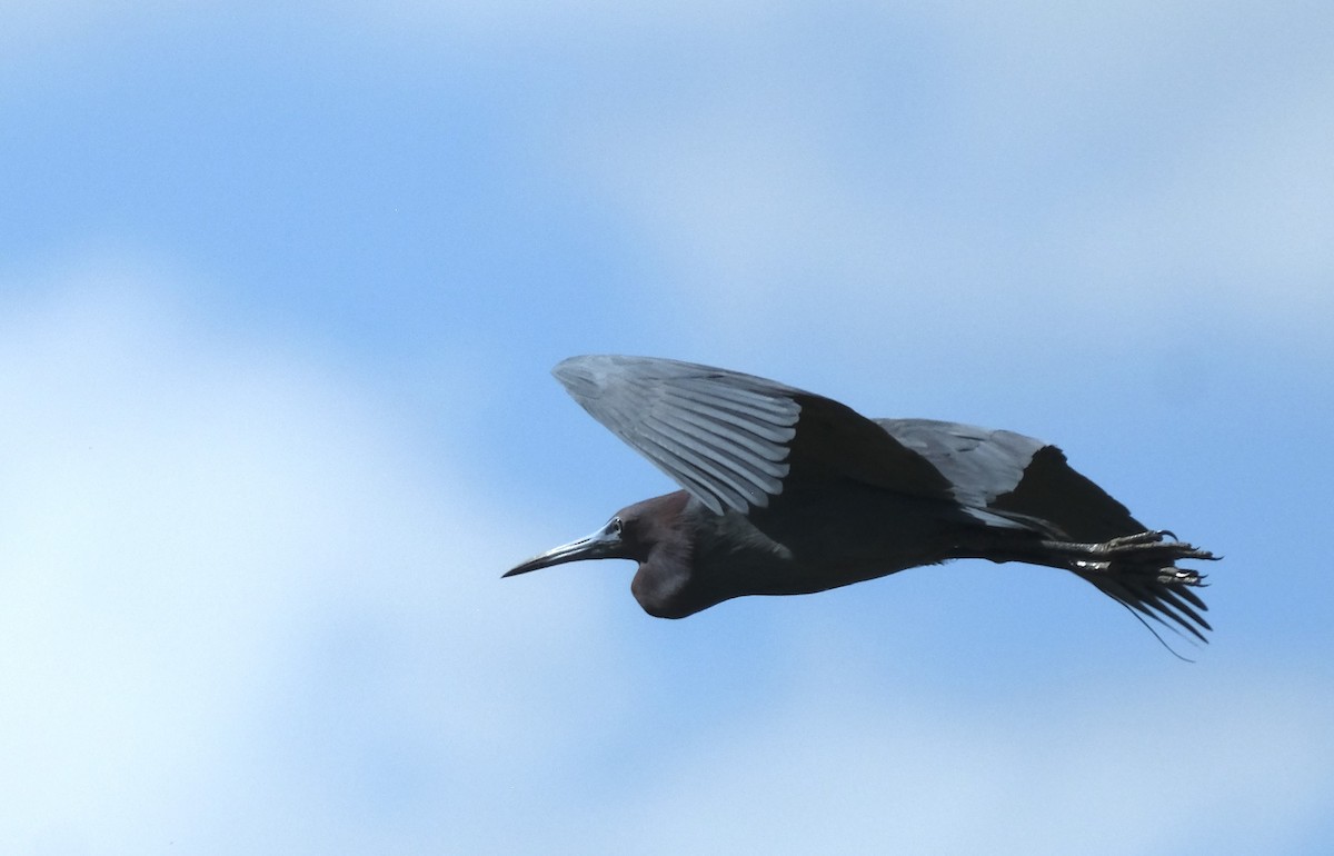 Little Blue Heron - Ronald Breteler