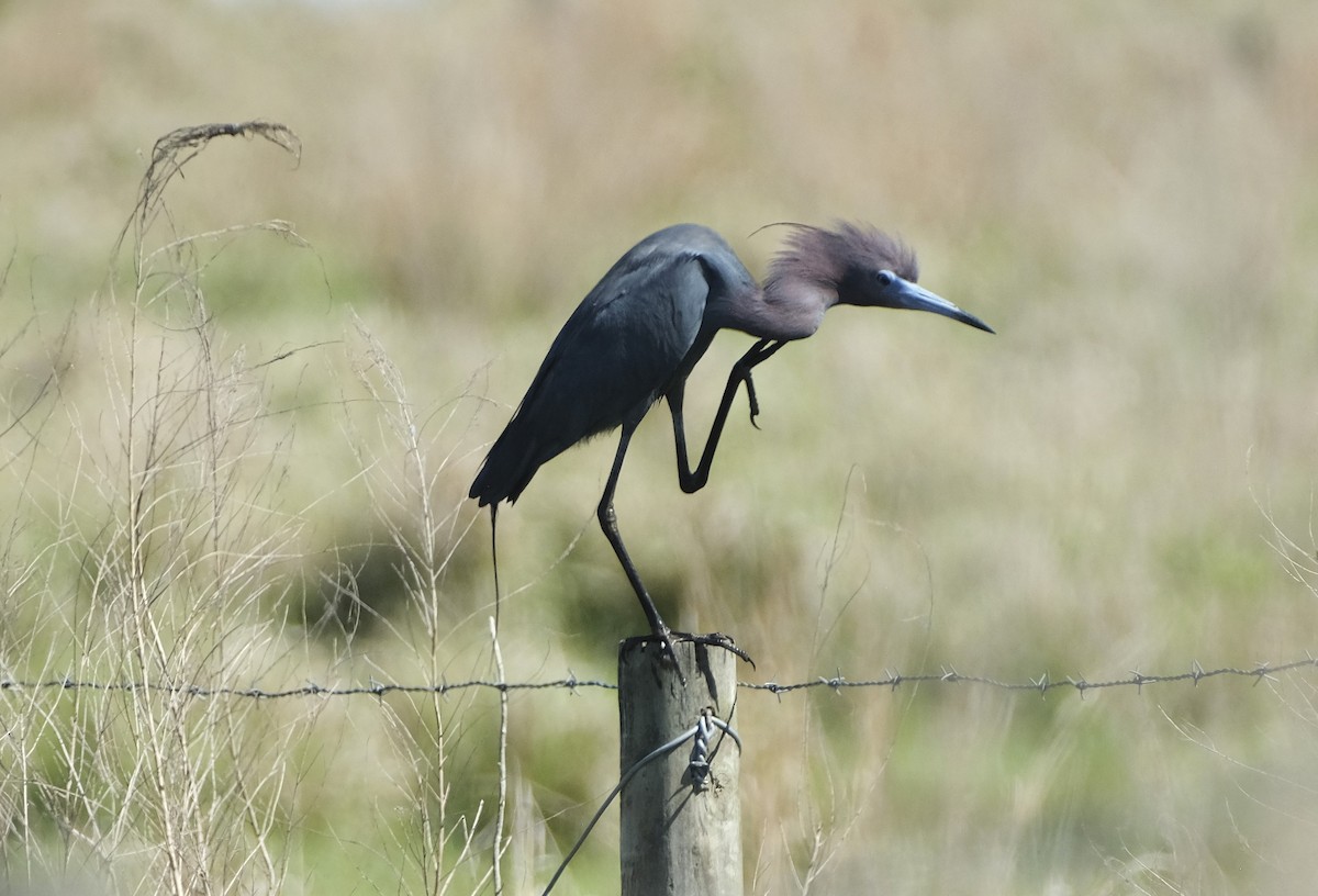 Little Blue Heron - ML619500833