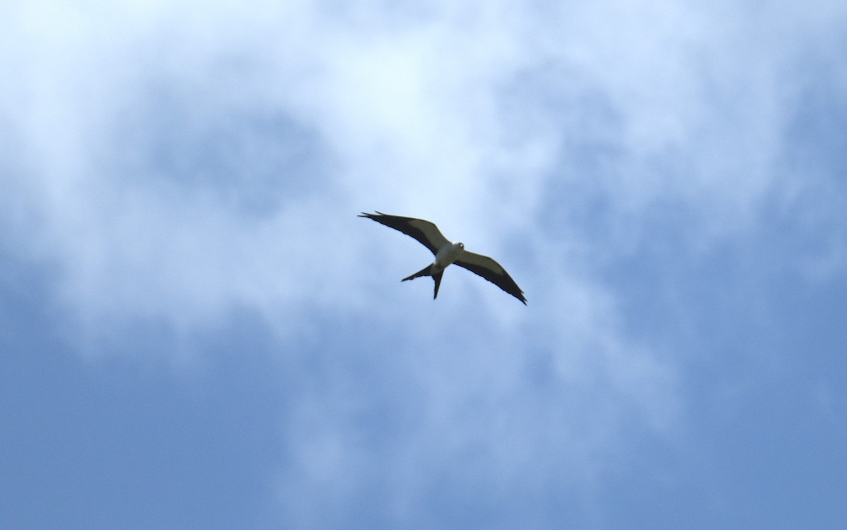 Swallow-tailed Kite - Ronald Breteler