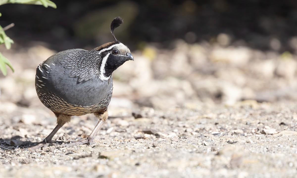 California Quail - Paul Fenwick