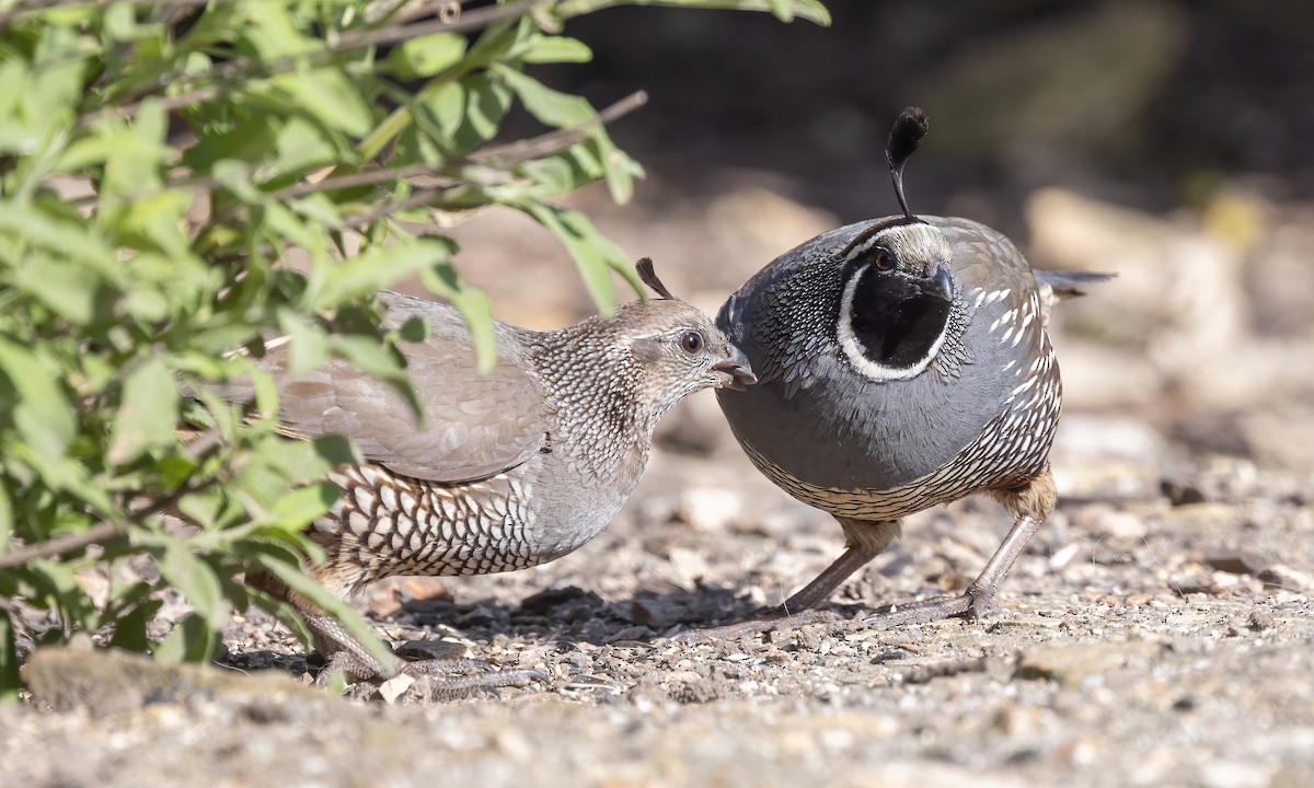 California Quail - Paul Fenwick