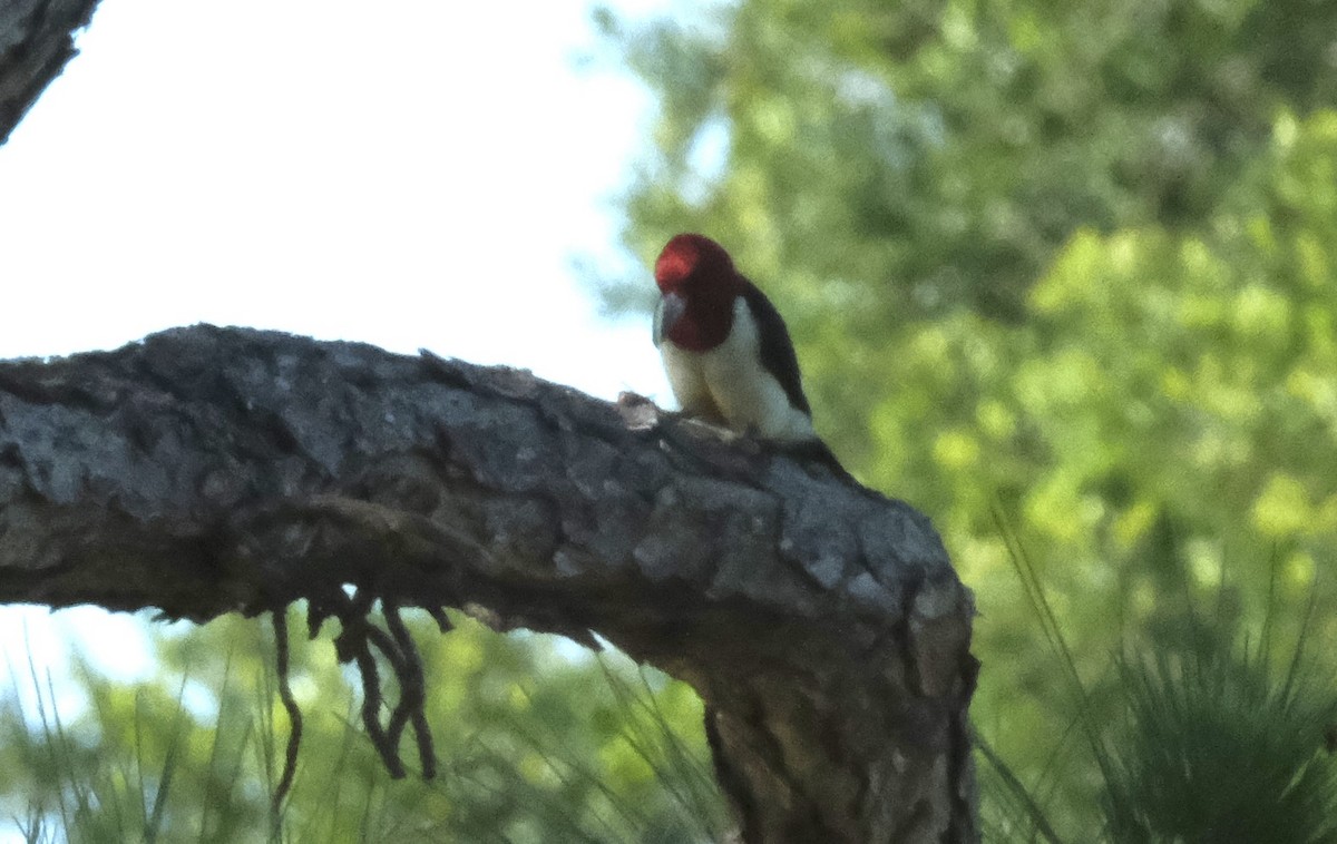 Red-headed Woodpecker - Ronald Breteler