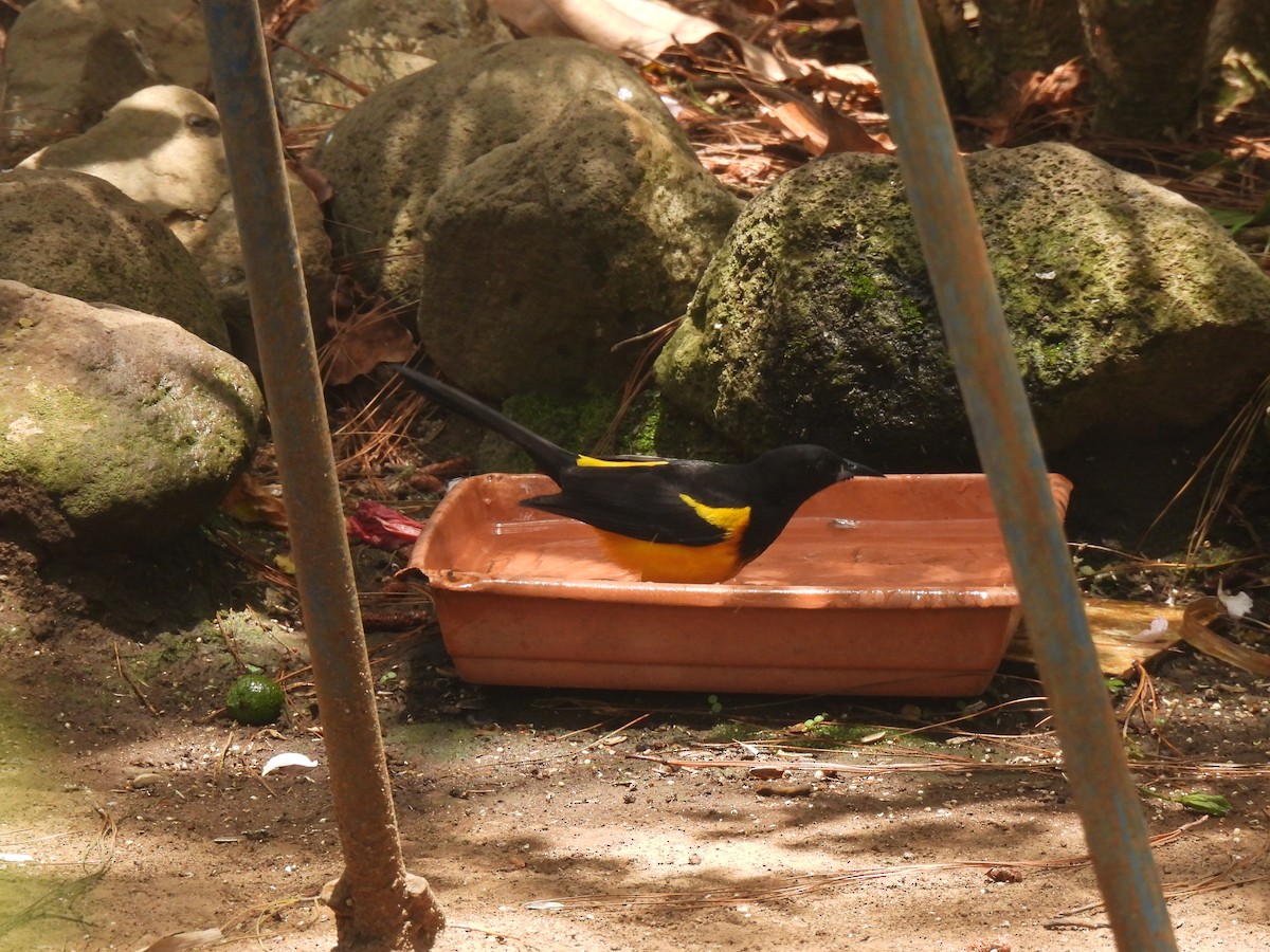 Black-vented Oriole - María Eugenia Paredes Sánchez