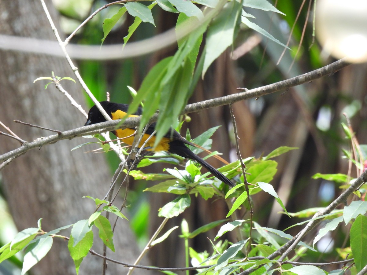 Black-vented Oriole - María Eugenia Paredes Sánchez