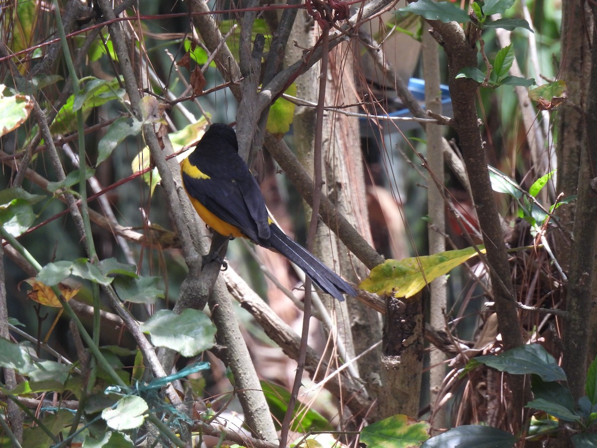 Black-vented Oriole - María Eugenia Paredes Sánchez