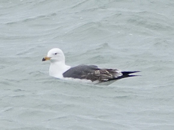 Lesser Black-backed Gull - ML619500858