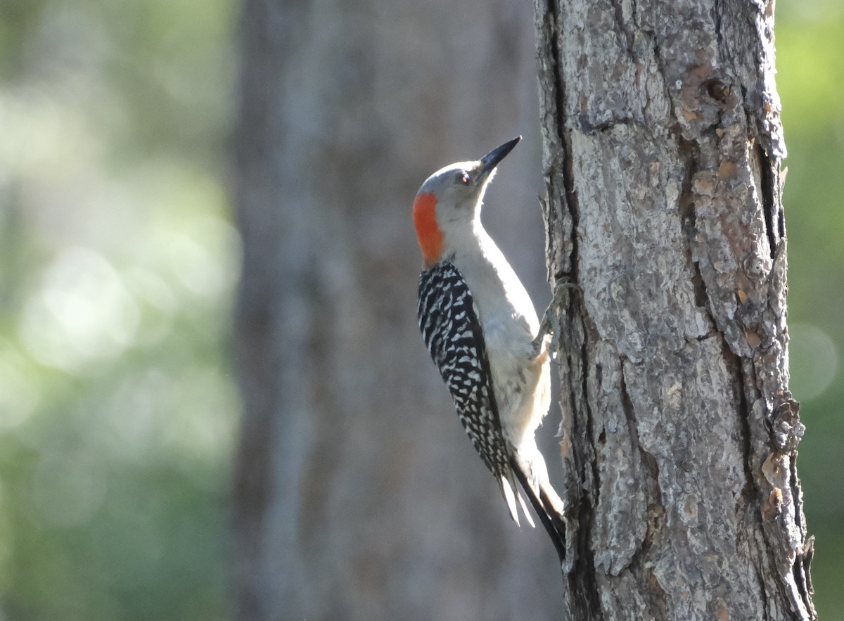Red-bellied Woodpecker - Ronald Breteler