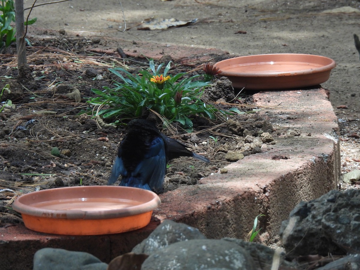 Bronzed Cowbird - María Eugenia Paredes Sánchez