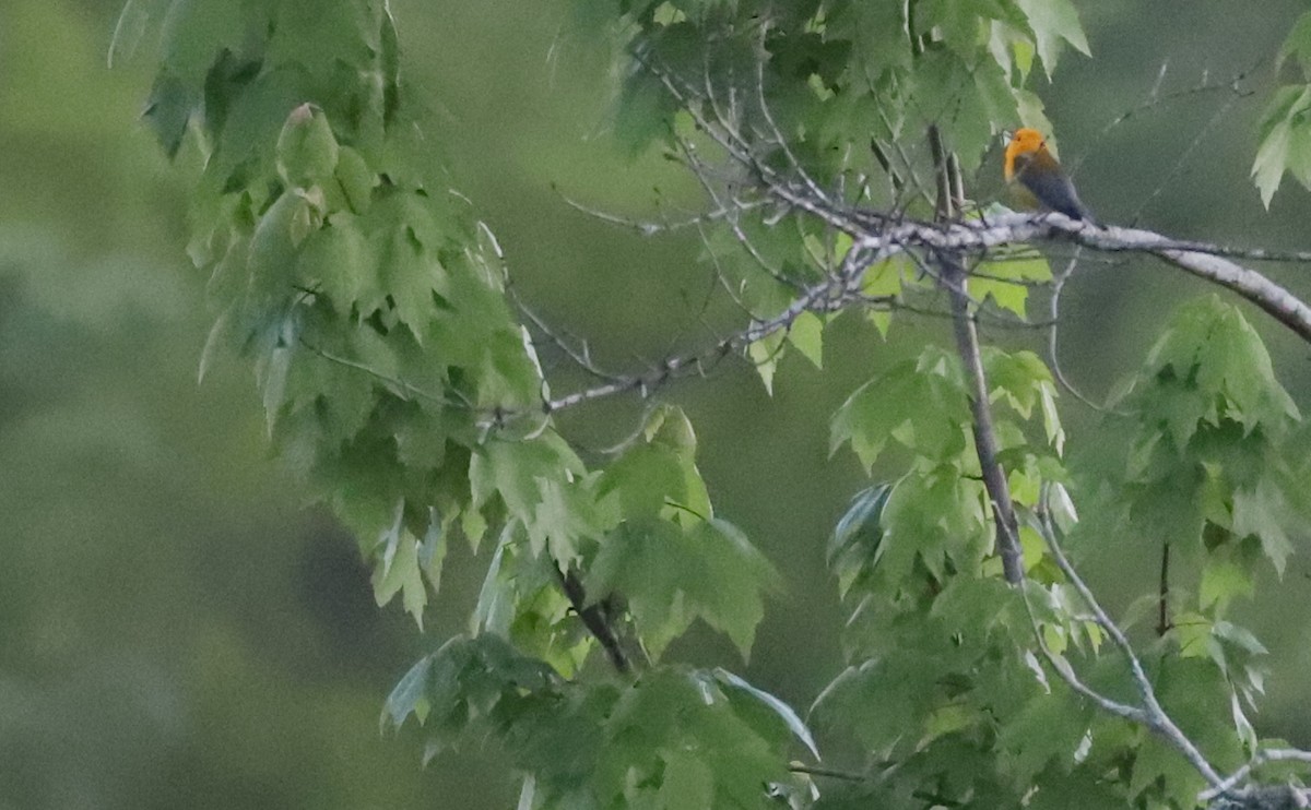 Prothonotary Warbler - Rob Bielawski