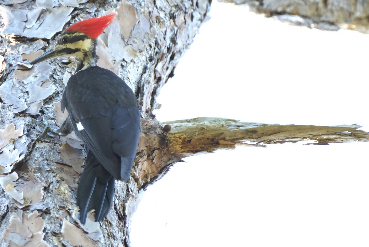 Pileated Woodpecker - Ronald Breteler