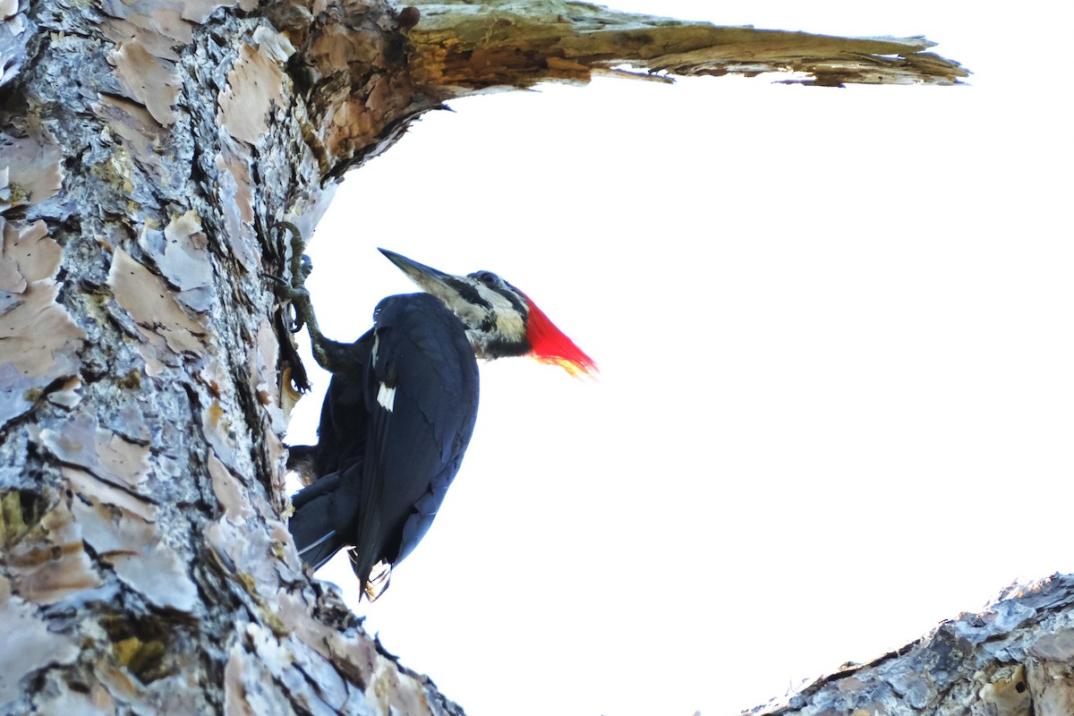 Pileated Woodpecker - Ronald Breteler