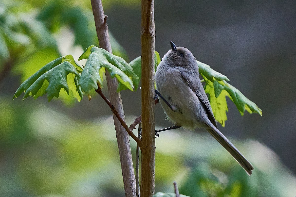 Bushtit - Julie Laity