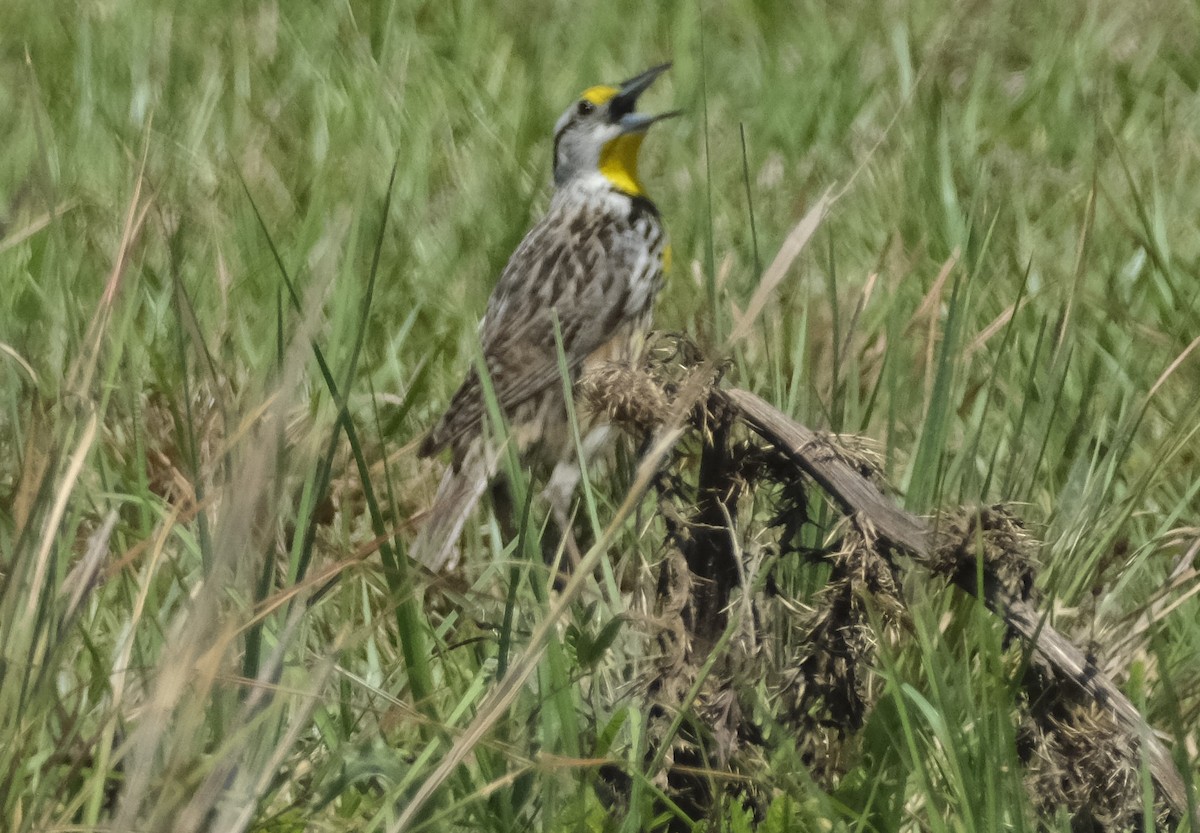 Eastern Meadowlark - Ronald Breteler