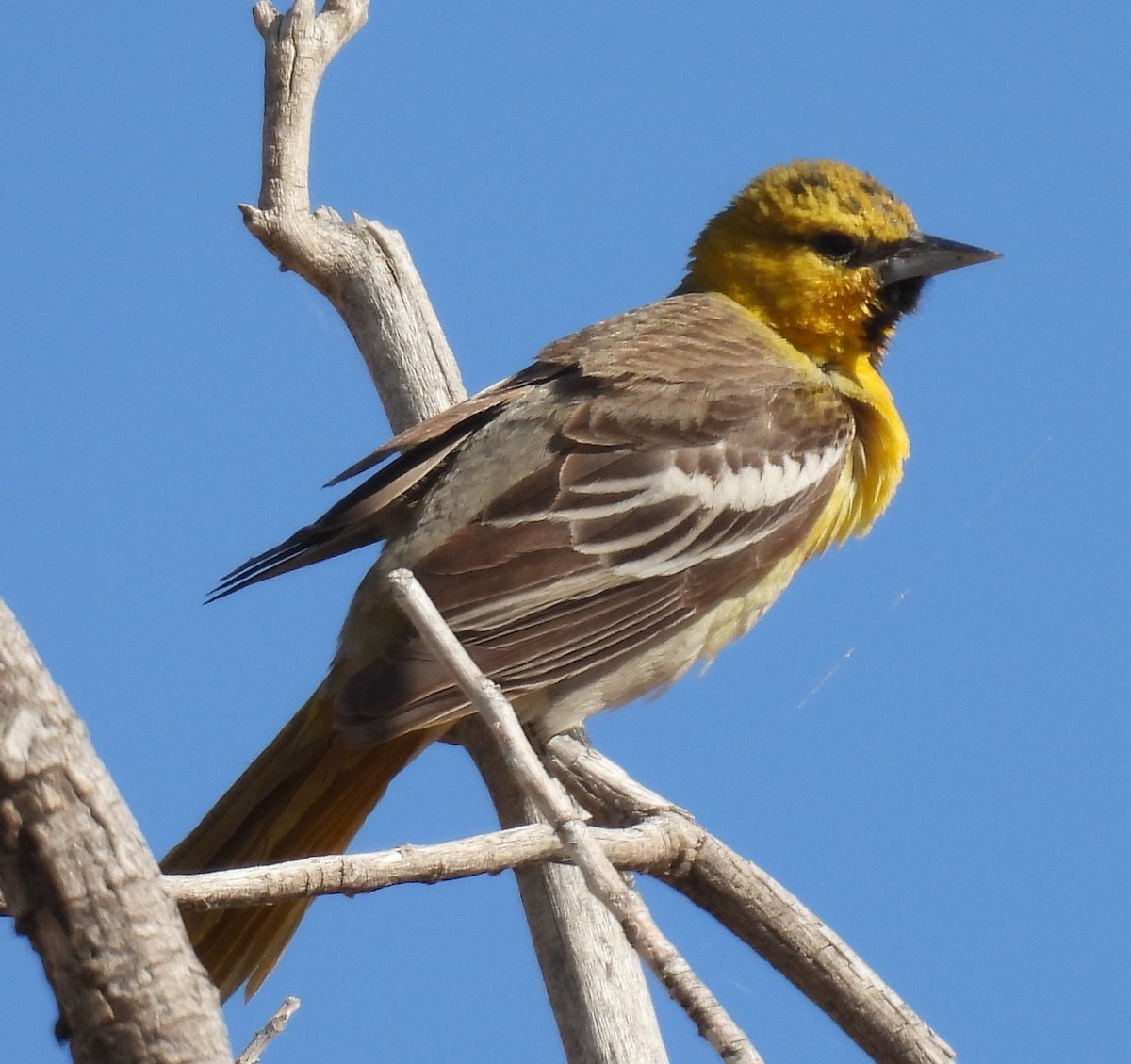 Bullock's Oriole - ML619500896