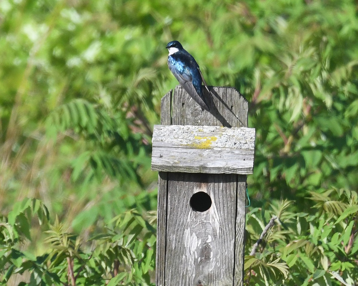 Tree Swallow - ML619500898