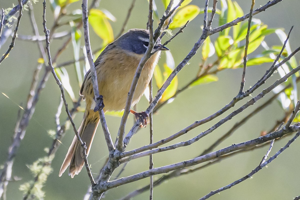 Long-tailed Reed Finch - ML619500902