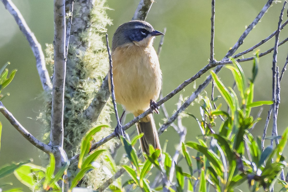 Long-tailed Reed Finch - ML619500903