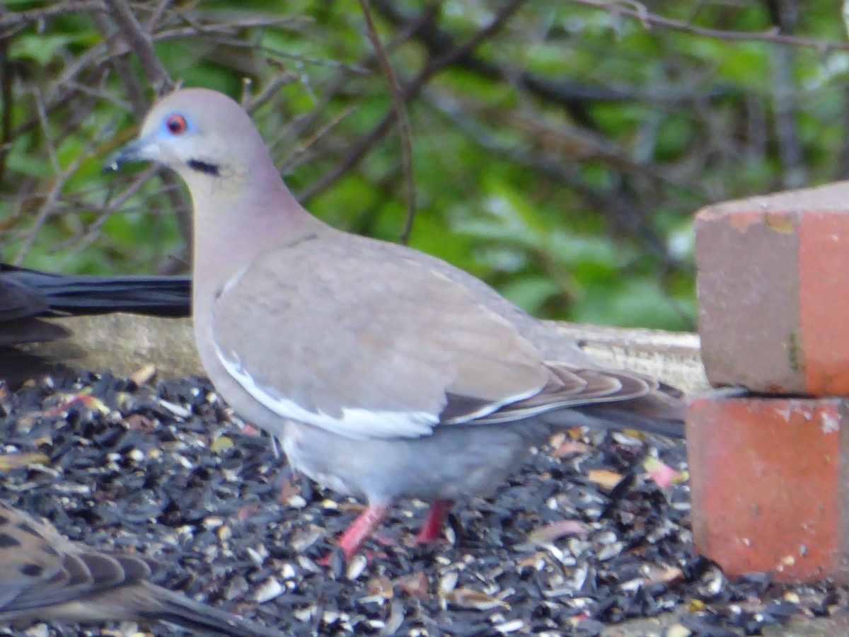 White-winged Dove - Bill Grabin