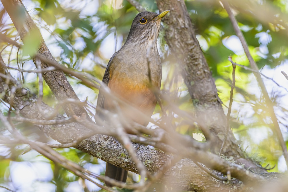 Rufous-bellied Thrush - Amed Hernández