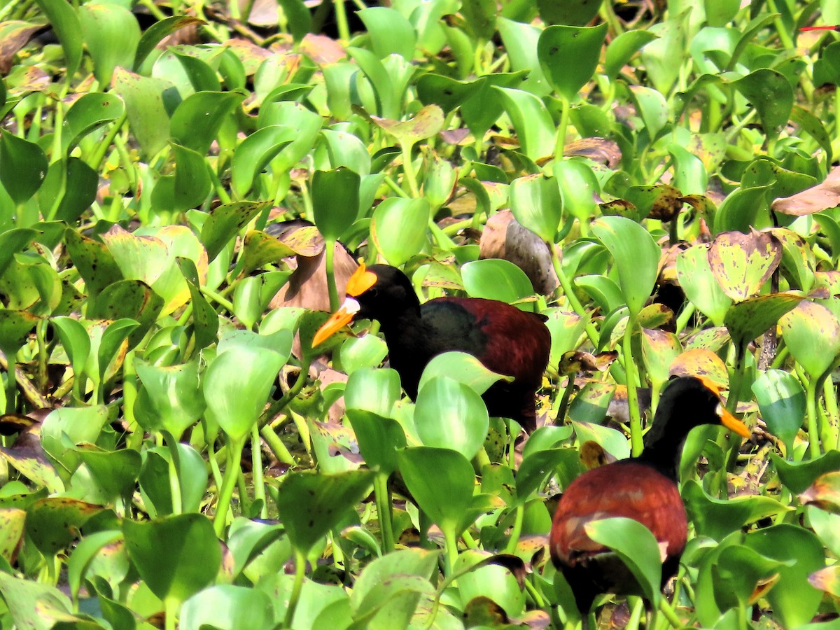 Northern Jacana - John Kugler