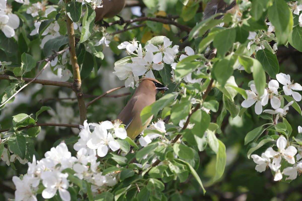 Cedar Waxwing - Dary Tremblay